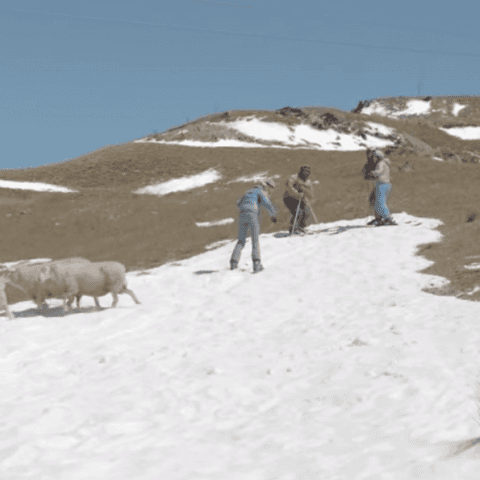 Image Spot Freesking