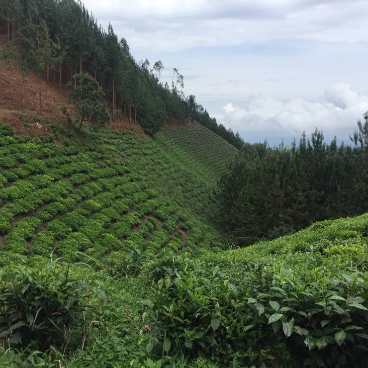 Sustainability Wander