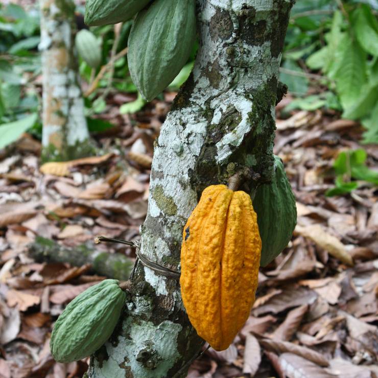 Cacao Rainforest Alliance