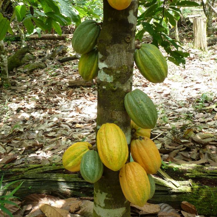 Rainforest Alliance Kakaobaum